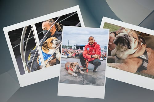 Roscoe, el inseparable perrito de Hamilton, ganaba hasta 700 DÓLARES por día como pet influencer