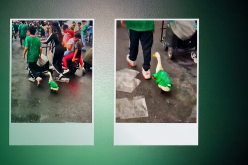 Pato con playera de México SE HACE VIRAL durante los festejos del Mundial en el Ángel: VIDEO