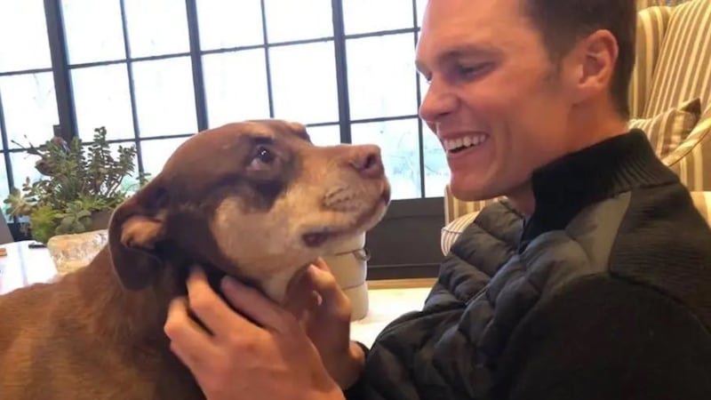 Tom Brady, con muestra de sangre, logró clonar a su perrita: ‘Le di a mi familia una segunda oportunidad’