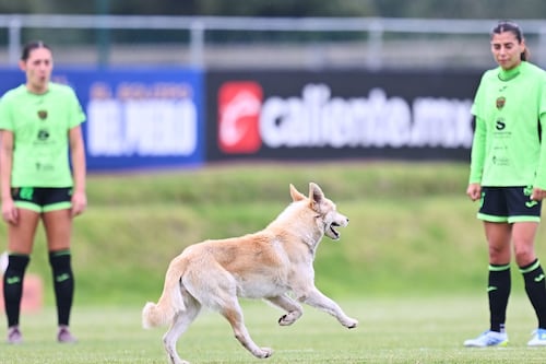 ¡Visita sorpresa! Un perrito invadió el duelo entre Atlante vs FC Juárez de Liga MX Femenil (VIDEO)