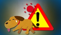 ¿Cómo prevenir un Golpe de Calor en mascotas? Síntomas y recomendaciones en animales ante Olas de Calor