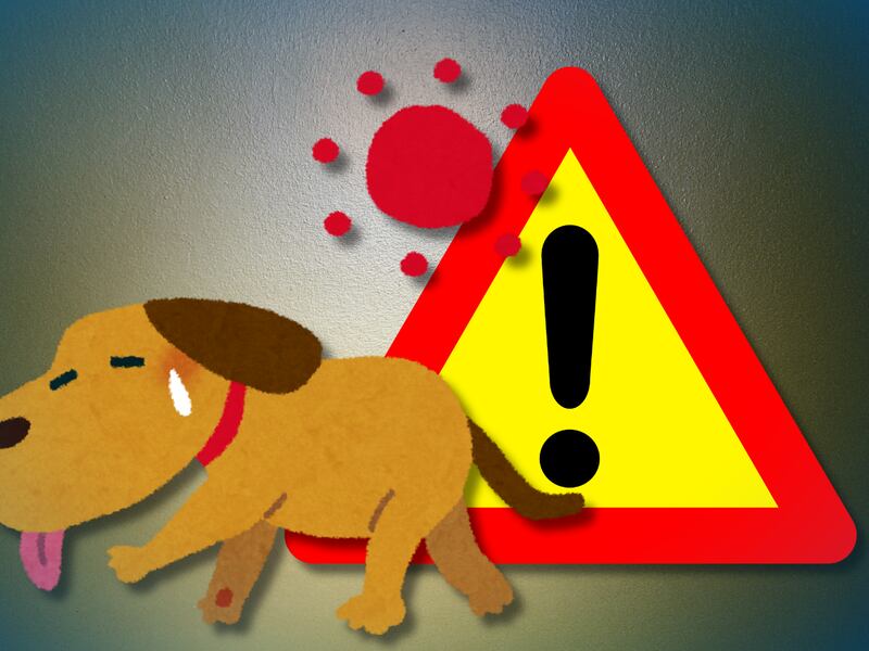 ¿Cómo prevenir un Golpe de Calor en mascotas? Síntomas y recomendaciones en animales ante Olas de Calor