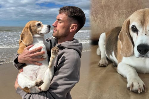‘No creo que lo encontremos nunca’: Aaron Ramsey pierde la fe de reencontrarse con Halo, su perrita (FOTO)