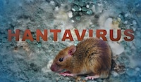 ¿Qué es el Hantavirus? Conoce sus síntomas, cómo se contagia, tratamiento y si ya existe una cura