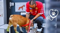 Lewis Hamilton pide ORACIONES para su amado perrito ROSCOE: ‘han sido horas aterradoras’