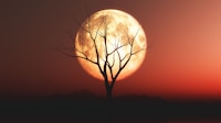 ¿Qué es la Luna de Cosecha, su significado, fecha y cuál es la mejor hora para verla en México este 2026?